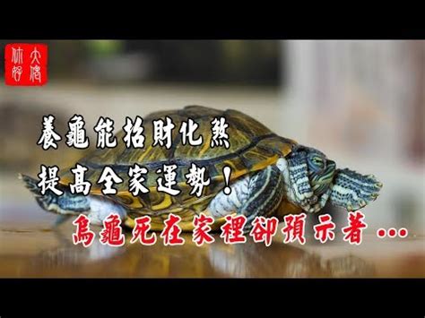 烏龜屬性|龜：五行屬火？水？在居家風水上有大作用